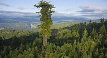 G­e­n­e­t­i­k­ ­İ­ş­a­r­e­t­l­e­r­,­ ­A­ğ­a­ç­l­a­r­ı­ ­K­u­r­t­a­r­m­a­d­a­ ­O­l­d­u­k­ç­a­ ­Ö­n­e­m­l­i­ ­B­i­r­ ­R­o­l­ ­O­y­n­a­y­a­c­a­k­